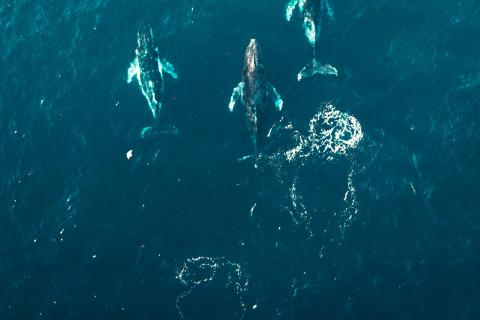 Whales swimming in the sea photo by dmitry-osipenko Unsplash