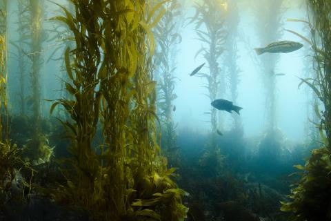 Kelp forests giant seaweed underwater with fish swimming around:  iStock-150671961.jpg