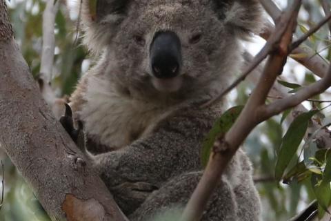 A koala in his home.