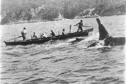 In the foreground is a killer whale (Orcinus orca) named Old Tom, swimming alongside a whaling boat that is being towed by a harpooned whale (out of frame to the right). A whale calf can be seen between Old Tom and the boat. The whalers were based in Eden, New South Wales, Australia.