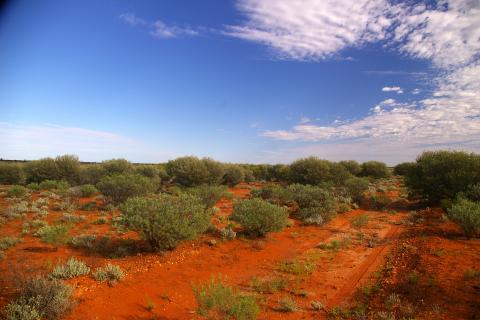 Photo of desert with red earth, plants and small trees. There is tyre marks in bottom right of photo, and blue sky in top half with a few clouds on the right.