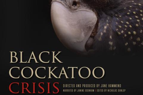 Black Cockatoo Crisis one of the films on at Tipping Point)