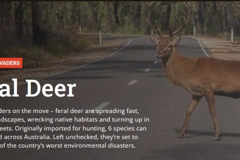 Feral Deer - Invasive Species Council