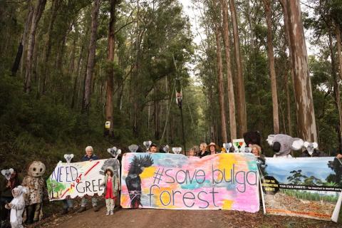 Save Bulga Forest Camp, Ellenborough Falls, Elands, NSW, 2429