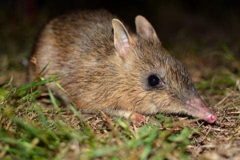 Eastern barred bandicoot, photo by Grant Linley