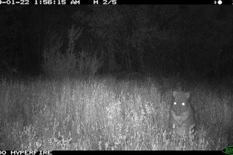 A long-nosed Potoroo caught on a Reconyx HC600 camera during a nightly forage for truffles