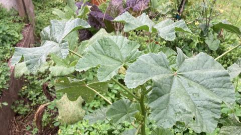 3CR Local food Connections Wild Edible Weeds