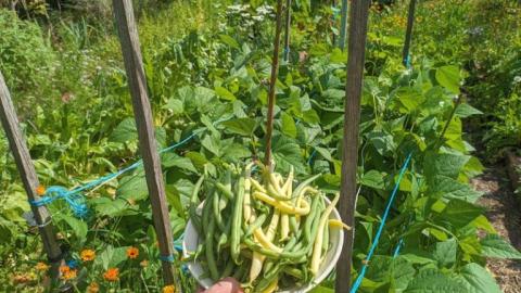 Growing green beans in Melbourne