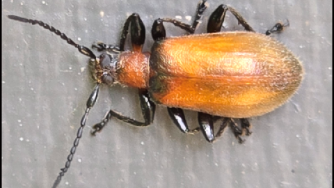 Omophlus Beetle
