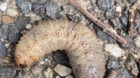 A common garden beetle larva, likely belonging to the Scarab family (Scarabaeidae). 