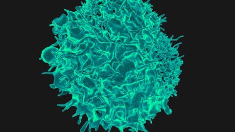 Colourised scanning electron micrograph of a T cell (Image by NIAID, CC BY 2.0, via Wikimedia Commons)