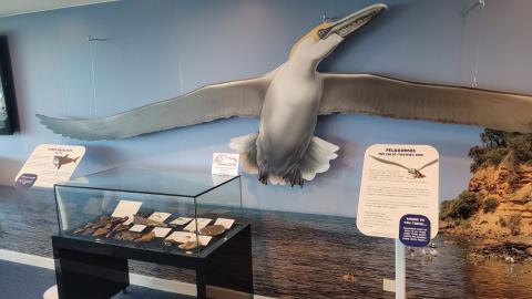 A wall with a large prehistoric bird on it, and museum displays in front