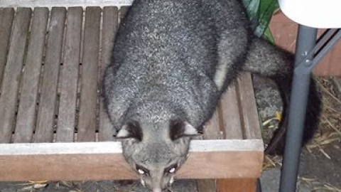 Urban Brushtail Possum
