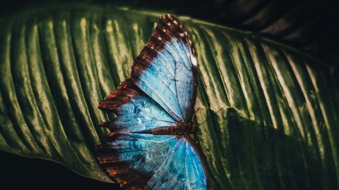 Morpho butterfly