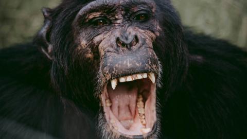 Chimpanzee bares teeth