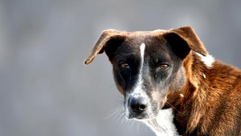Close-up of a stray dog with brown and white fur looking directly at the camera