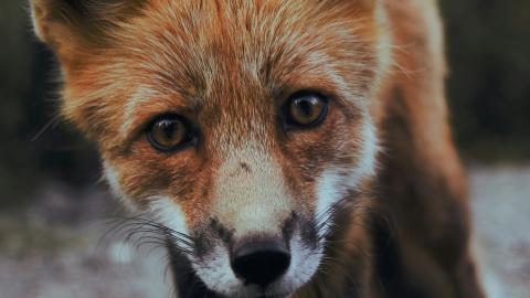 A red fox