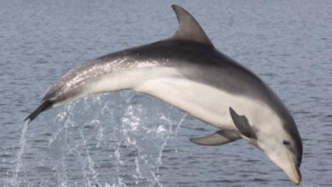 Burrunan Dolphin
