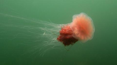 A lion's mane jellyfish at Point Cooke Marine Sanctuary (Andrew Christie)