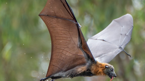 Pic from Wildlife Victoria of a greyheaded flying fox