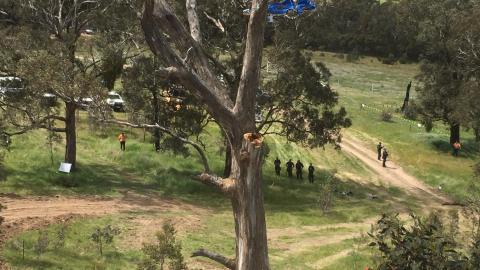 Photograph of Sacred Birthing Trees on Djab Wurrung land, police and contractors can be seen walking below.