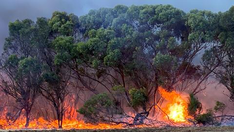 Fires burn ground cover beneath trees on Kangaroo Island. Smoke surrounds the trees.