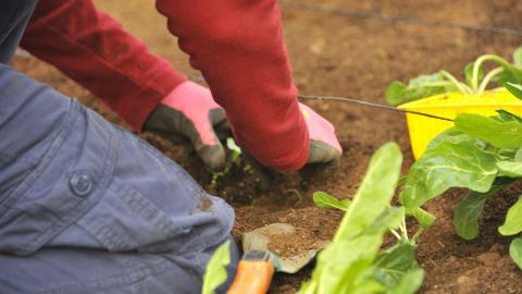 person in red long sleeve shirt and blue denim jeans sitting on ground gardening
