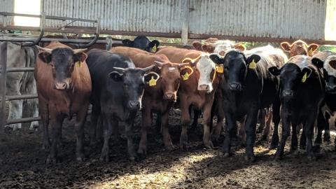 Lives waiting to be sold in a sale yard. Photo by Betty Melon