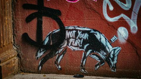 Photo of grafitti on a wall of a fox with the words not your fur! Photo by Jon Tyson (unsplash free images)