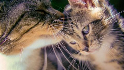 An adult cat kissing a kitten