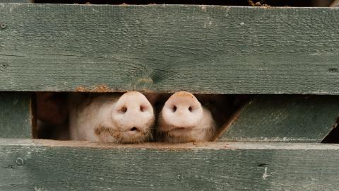 Two pigs' noses sticking out of a pen