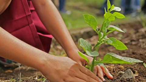 A child planting a bulb in the ground
