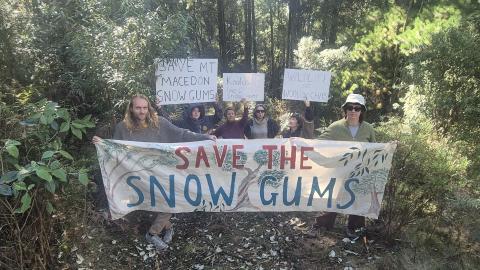 Community members holding sign reading 'Save the snow gums' in a grove of trees at Mt Macedon