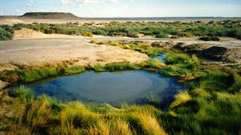 Sacred Arabunna Mound Springs under threat of extinction due to BHP's Olympic Dam uranium mine.