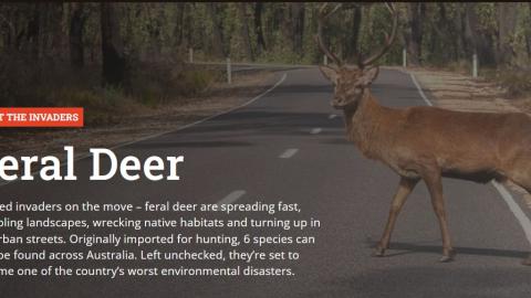 Feral Deer - Invasive Species Council