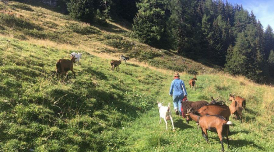 Herds and Curds presenter, Carmen, herding goats in the alps